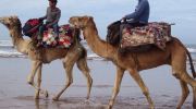 balades  chameaux