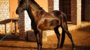 randonne  cheval  Essaouira
