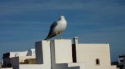 le riad malaika d'Essaouira